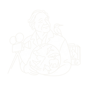 Editorial illustration representing David Attenborough.